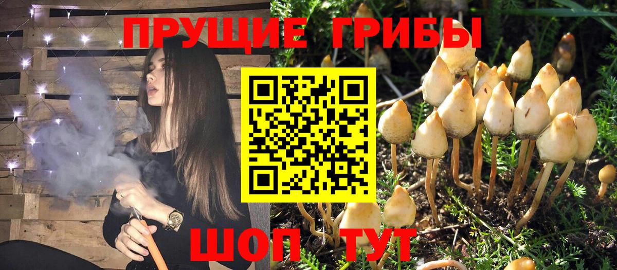 Псилоцибиновые грибы Psilocybine cubensis Клинцы